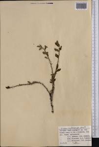 Prunus bifrons Fritsch, Middle Asia, Pamir & Pamiro-Alai (M2) (Kyrgyzstan)
