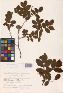 Rosa pendulina L., Eastern Europe, West Ukrainian region (E13) (Ukraine)
