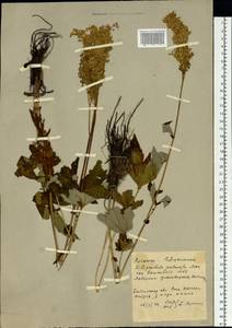 Filipendula digitata (Willd.) Bergmans, Siberia, Baikal & Transbaikal region (S4) (Russia)