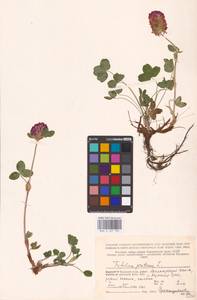 Trifolium pratense L., Eastern Europe, Northern region (E1) (Russia)