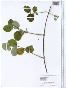 Lonicera caprifolium L., Eastern Europe, Moscow region (E4a) (Russia)