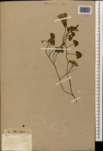 Calystegia soldanella (L.) R. Br., Caucasus, Black Sea Shore (from Novorossiysk to Adler) (K3) (Russia)