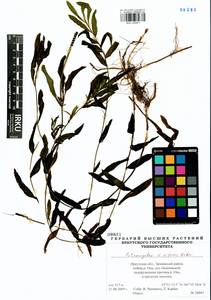 Potamogeton × nitens Weber, Siberia, Baikal & Transbaikal region (S4) (Russia)