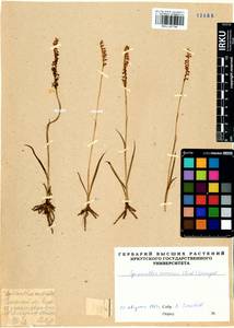 Spiranthes australis (R.Br.) Lindl., Siberia, Baikal & Transbaikal region (S4) (Russia)