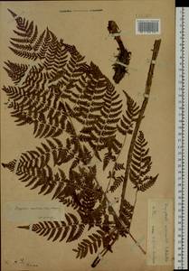 Dryopteris dilatata subsp. dilatata, Siberia, Chukotka & Kamchatka (S7) (Russia)