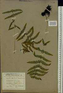 Thelypteris palustris Schott, Eastern Europe, North Ukrainian region (E11) (Ukraine)