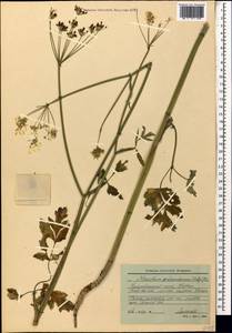 Heracleum chorodanum (Hoffm.) DC., Caucasus, Krasnodar Krai & Adygea (K1a) (Russia)