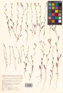 Lepidium pinnatifidum Ledeb., Eastern Europe, Lower Volga region (E9) (Russia)