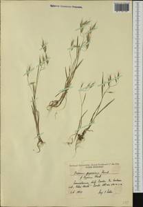 Bromus japonicus Houtt., Western Europe (EUR) (Romania)