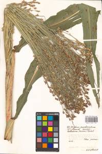 Sorghum bicolor (L.) Moench, Eastern Europe, Moscow region (E4a) (Russia)