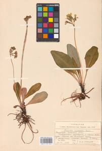 Primula ruprechtii Kusnezowa ex Lipsky, Caucasus, Stavropol Krai, Karachay-Cherkessia & Kabardino-Balkaria (K1b) (Russia)