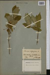 Lonicera alpigena L., Western Europe (EUR) (Switzerland)