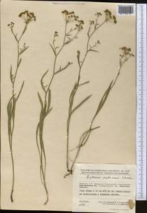 Bupleurum krylovianum Schischk. ex G. V. Krylov, Middle Asia, Muyunkumy, Balkhash & Betpak-Dala (M9) (Kazakhstan)