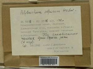 Polytrichastrum alpinum (Hedw.) G.L. Sm., Bryophytes, Bryophytes - Krasnoyarsk Krai, Tyva & Khakassia (B17) (Russia)
