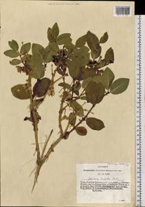 Lonicera hispida Pall. ex Roem. & Schult., Siberia, Altai & Sayany Mountains (S2) (Russia)