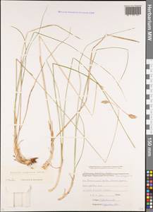 Sesleria phleoides Steven ex Roem. & Schult., Caucasus, Stavropol Krai, Karachay-Cherkessia & Kabardino-Balkaria (K1b) (Russia)