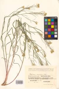 Erysimum diffusum Ehrh., Eastern Europe, Lower Volga region (E9) (Russia)