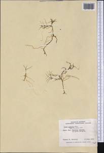 Carex maritima Gunnerus, America (AMER) (Canada)