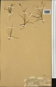 Carex rupestris All., Western Europe (EUR) (Switzerland)