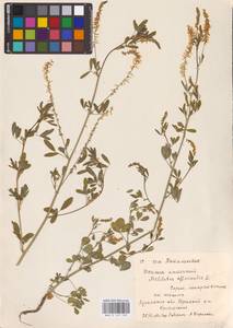 Melilotus officinalis (L.) Lam., Eastern Europe, North Ukrainian region (E11) (Ukraine)