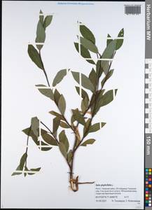 Salix phylicifolia L., Siberia, Western Siberia (S1) (Russia)