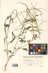 Sisymbrium orientale L., Siberia, Russian Far East (S6) (Russia)