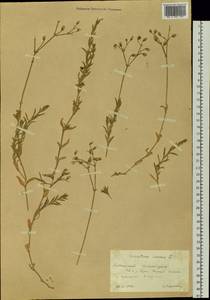 Cerastium arvense L., Siberia, Altai & Sayany Mountains (S2) (Russia)