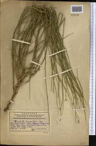 Chondrilla leiosperma Kar. & Kir., Middle Asia, Western Tian Shan & Karatau (M3) (Kazakhstan)