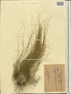 Stipa lessingiana Trin. & Rupr., Eastern Europe, Moldova (E13a) (Moldova)