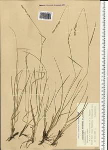 Danthonia decumbens (L.) DC., Eastern Europe, Latvia (E2b) (Latvia)