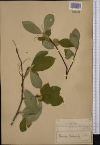 Prunus padus L., Middle Asia, Muyunkumy, Balkhash & Betpak-Dala (M9) (Kazakhstan)