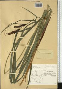 Carex acutiformis Ehrh., Western Europe (EUR) (Germany)