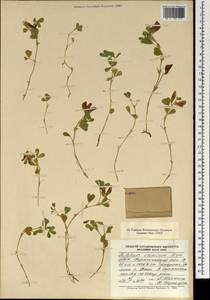 Trifolium eximium DC., Mongolia (MONG) (Mongolia)