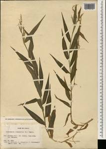 Oplismenus compositus (L.) P.Beauv., South Asia, South Asia (Asia outside ex-Soviet states and Mongolia) (ASIA) (Japan)