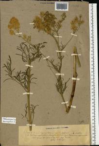 Thalictrum lucidum L., Eastern Europe, Volga-Kama region (E7) (Russia)