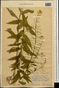 Erysimum aureum M.Bieb., Caucasus, Krasnodar Krai & Adygea (K1a) (Russia)