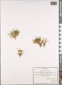 Anabasis brevifolia C. A. Mey., Siberia, Altai & Sayany Mountains (S2) (Russia)