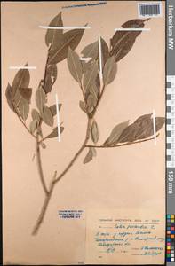 Salix pentandra L., Middle Asia, Northern & Central Kazakhstan (M10) (Kazakhstan)
