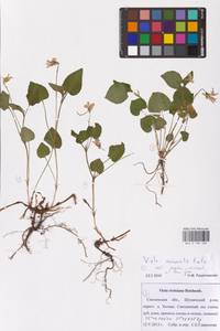 MHA0189286_2, Viola riviniana Rchb., Eastern Europe, Western region (E3) (Russia)