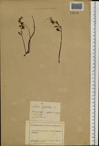 Phedimus hybridus (L.) 't Hart, Siberia, Altai & Sayany Mountains (S2) (Russia)