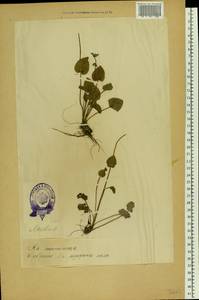 Parnassia palustris L., Eastern Europe, Estonia (E2c) (Estonia)