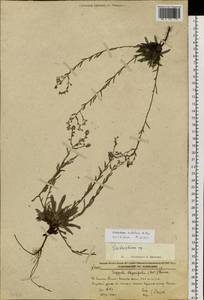 Eritrichium sichotense Popov, Siberia, Russian Far East (S6) (Russia)