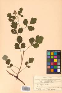 Rubus parvifolius L., Siberia, Russian Far East (S6) (Russia)