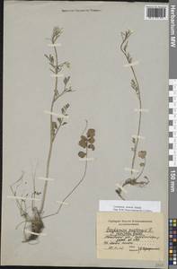 Cardamine pratensis subsp. dentata (Schult.) Čelak., Eastern Europe, Moscow region (E4a) (Russia)