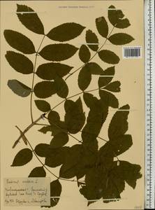 Fraxinus excelsior L., Eastern Europe, Volga-Kama region (E7) (Russia)