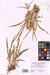 Iris scariosa Willd. ex Link, Eastern Europe, Lower Volga region (E9) (Russia)