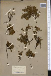 Kalmia procumbens (L.) Gift, Kron & P. F. Stevens, Western Europe (EUR) (Italy)