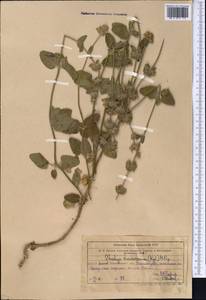 Stachys hissarica Regel, Middle Asia, Western Tian Shan & Karatau (M3) (Uzbekistan)