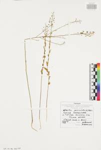 Neslia paniculata (L.) Desv., Eastern Europe, Central region (E4) (Russia)