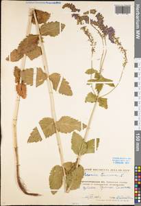Veronica teucrium L., Eastern Europe, North Ukrainian region (E11) (Ukraine)
